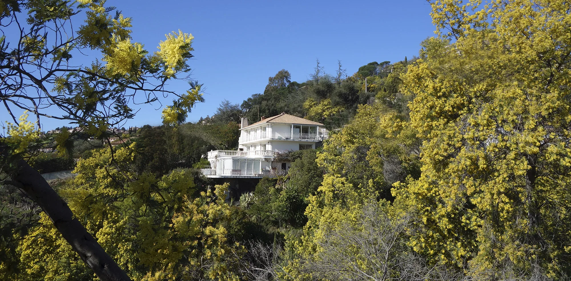 La villa au milieu des mimosas